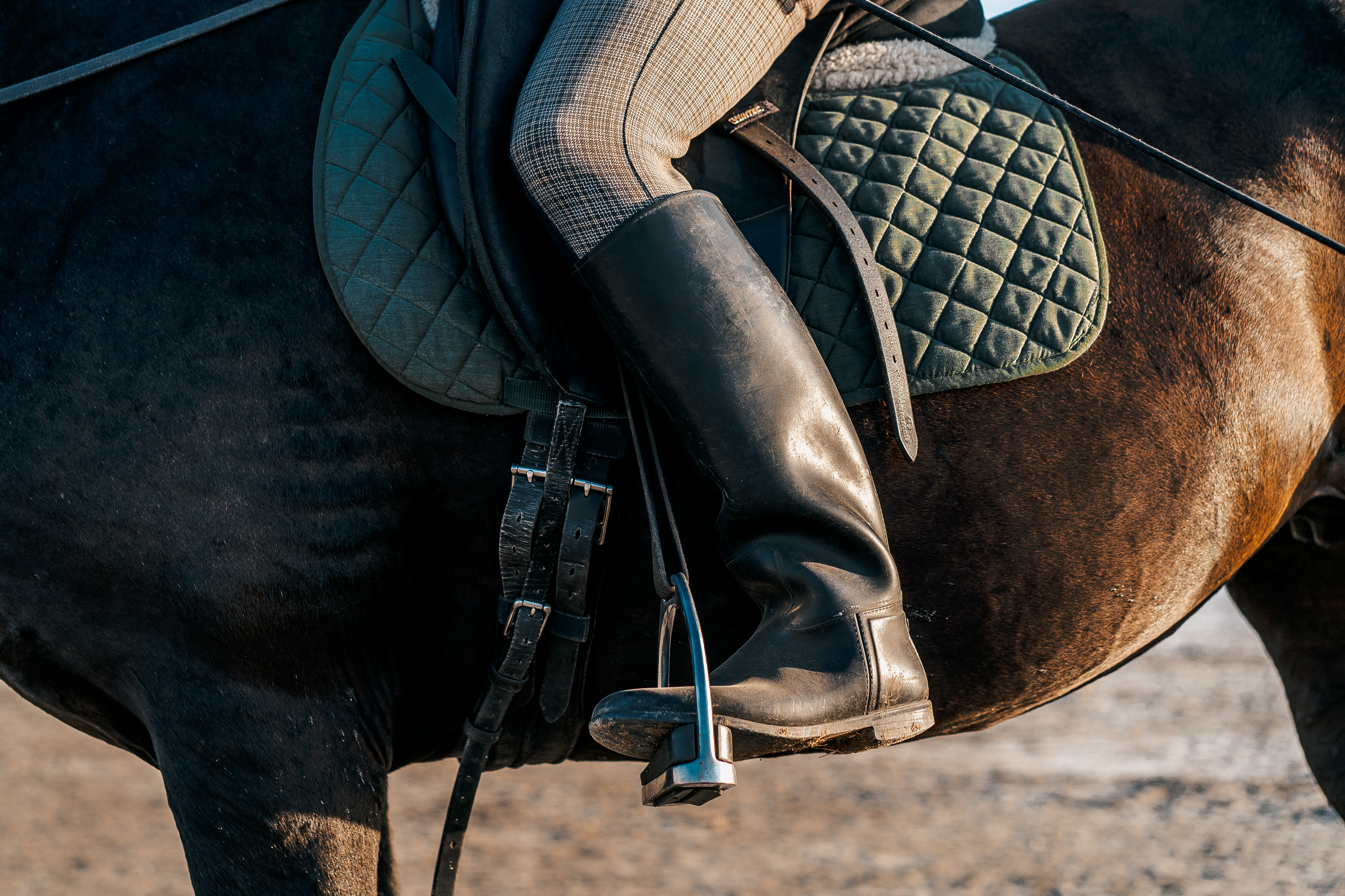 Reitsport und Sattlerei Preiß - Sattelverkauf und Sattelanpassung