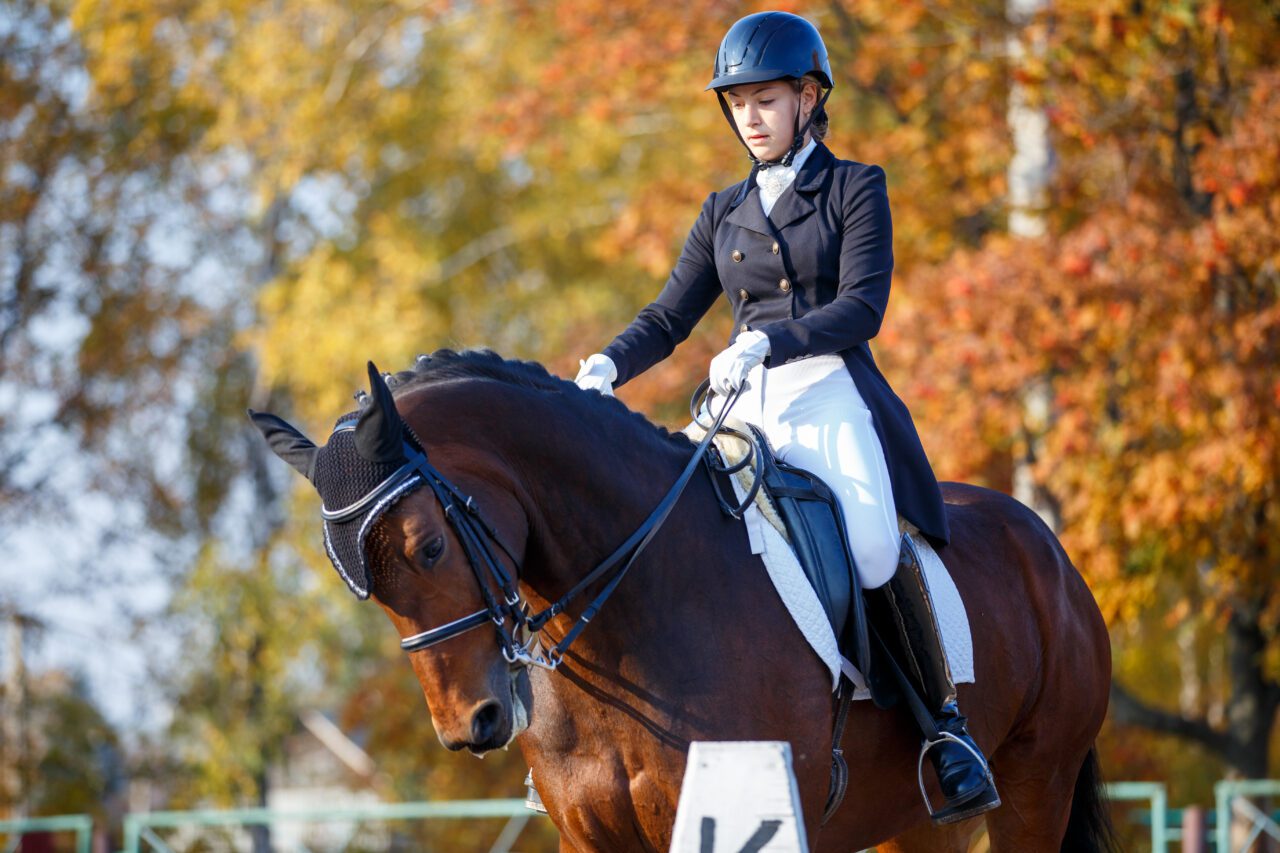 Reitsport und Sattlerei Preiß - Sattelverkauf und Sattelanpassung